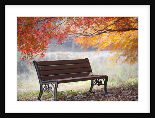 Lonely bench under the autumn tree by Anonymous