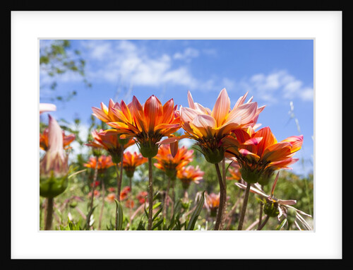 Gazania flowers by Anonymous