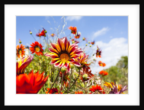 Gazania flowers by Anonymous