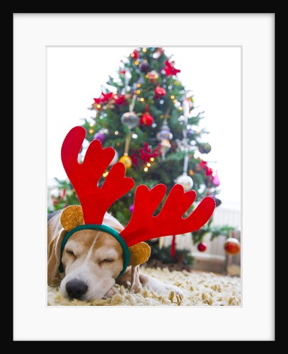 Sleeping Beagle Dog Wearing Christmas Antlers by Anonymous