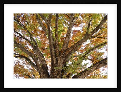 Tree in Autumn, Belgium by Anonymous