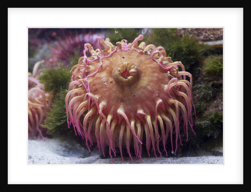 Close up of sea anemone at New England Aquarium by Anonymous