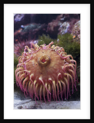 Close up of sea anemone at New England Aquarium by Anonymous