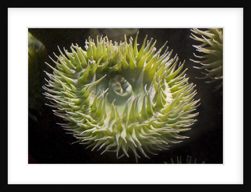 Close up of green sea anemone at New England Aquarium by Anonymous