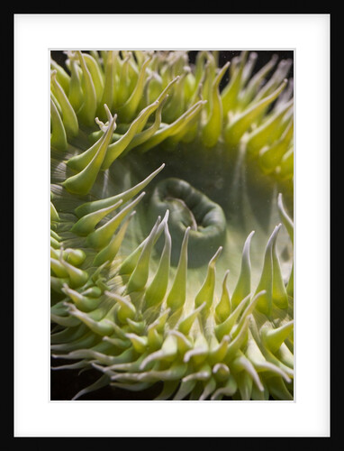 Close up of green sea anemone at New England Aquarium by Anonymous
