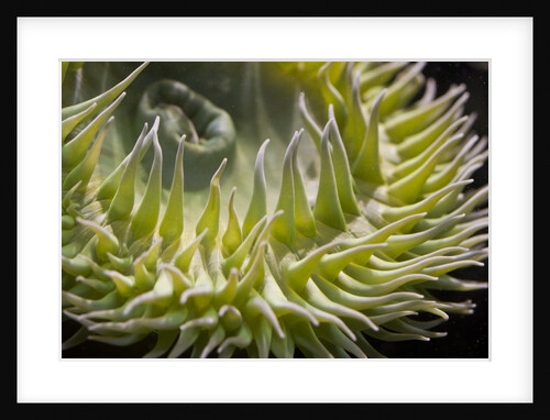 Close up of green sea anemone at New England Aquarium by Anonymous