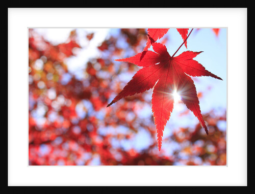 Sun Shining Through Maple Leaf by Anonymous
