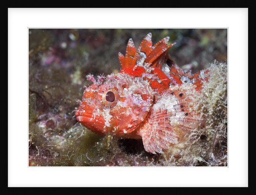 Lesser Red Scorpionfish (Scorpaena notata), Tamariu, Costa Brava, Mediterranean Sea, Spain by Anonymous