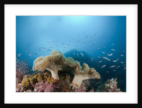 Mushroom Soft Corals (Sarcophyton), Raja Ampat, West Papua, Indonesia by Anonymous