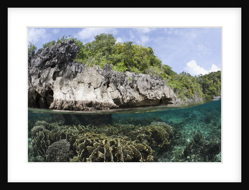 Shallow Coral Reef, Raja Ampat, West Papua, Indonesia by Anonymous