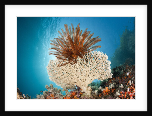 Crinoid (Comanthina) on a small Table Coral, Raja Ampat, West Papua, Indonesia by Anonymous