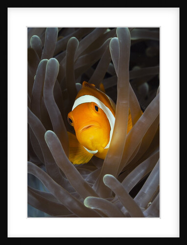 Clown Anemonefish (Amphiprion ocellaris), Raja Ampat, West Papua, Indonesia by Anonymous
