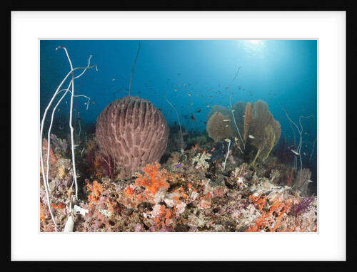 Coral Reef, Raja Ampat, West Papua, Indonesia by Anonymous