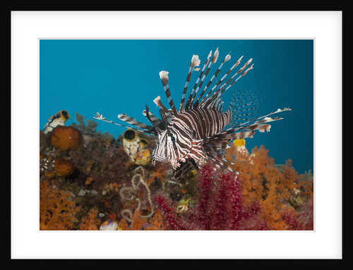 Lionfish (Pterois volitans), Raja Ampat, West Papua, Indonesia by Anonymous