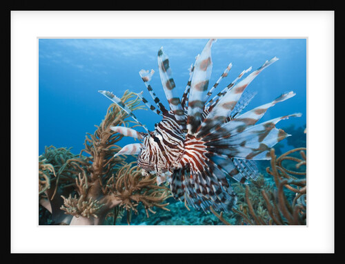 Lionfish (Pterois volitans), Raja Ampat, West Papua, Indonesia by Anonymous