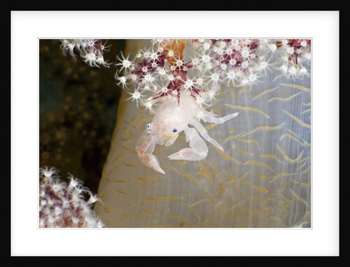 Porcelain Crab (Porcellanella triloba) on a Soft Coral, Raja Ampat, West Papua, Indonesia by Anonymous
