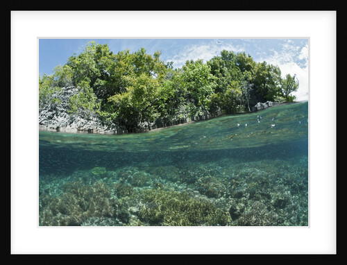 Shallow Coral Reef, Raja Ampat, West Papua, Indonesia by Anonymous
