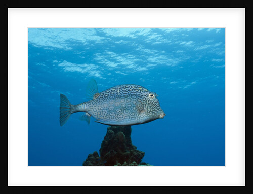 Honeycomb Cowfish (Lactophrys polygonia), Cozumel, Caribbean Sea, Mexico by Anonymous