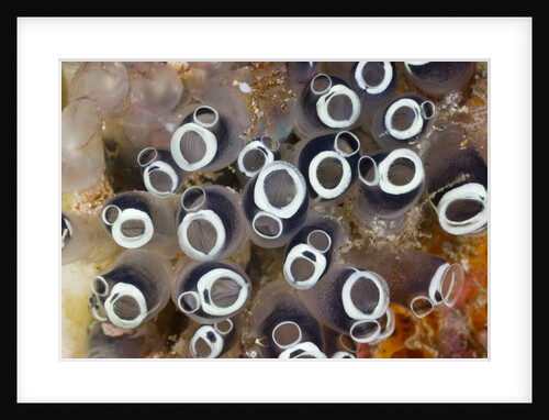Colony of Tunicates (Clavelina robusta), Raja Ampat, West Papua, Indonesia by Anonymous