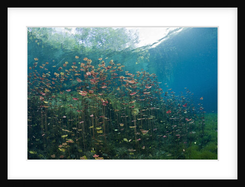 Water Lilies in Car Wash Cenote, Aktun Ha, Tulum, Yucatan Peninsula, Mexico by Anonymous