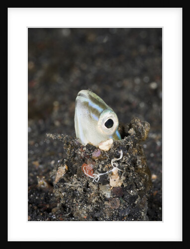 Snake or Hairtail Blenny head (Xiphasia setifer), Lembeh Strait, North Sulawesi, Indonesia by Anonymous