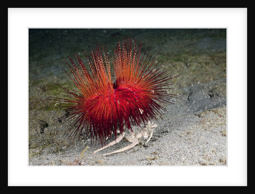 Urchin Crab (Dorippe frascone) carrying a Red Sea Urchin (Astropyga radiata), Lembeh Strait, North Sulawesi, Indonesia by Anonymous