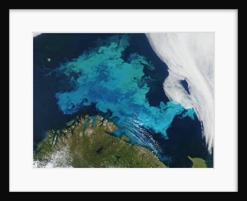 Phytoplankton bloom in the Barents Sea by Anonymous