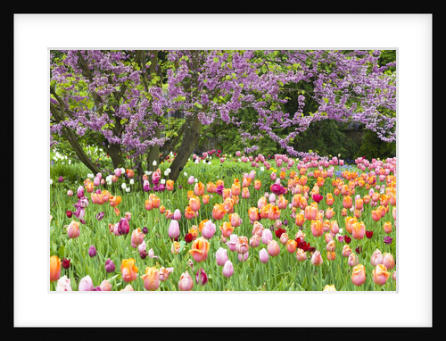 Blooming garden by Anonymous