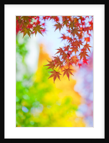 Autumnal Maple Trees by Anonymous