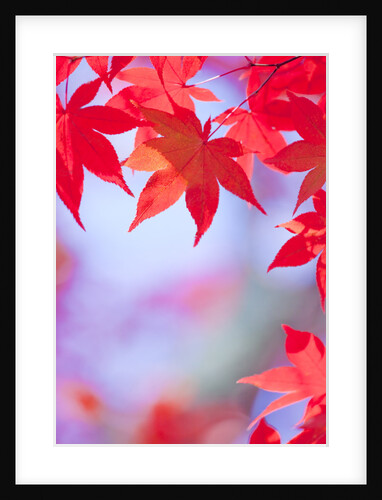 Autumnal Maple Trees by Anonymous