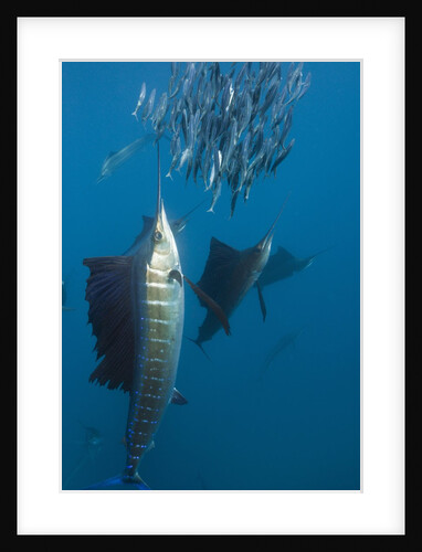 Atlantic Sailfish (Istiophorus albicans) hunting Sardines, Isla Mujeres, Yucatan Peninsula, Caribbean Sea, Mexico. by Anonymous