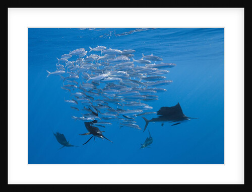 Atlantic Sailfish (Istiophorus albicans) hunting Sardines, Isla Mujeres, Yucatan Peninsula, Caribbean Sea, Mexico. by Anonymous