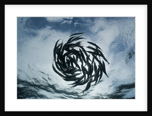 True Sardines (Sardina pilchardus) schoaling, Isla Mujeres, Yucatan Peninsula, Caribbean Sea, Mexico. by Anonymous