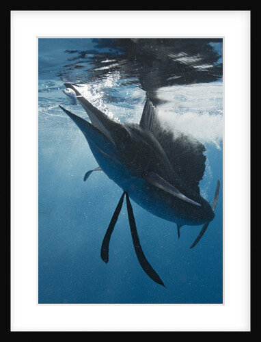 Atlantic Sailfish (Istiophorus albicans) hunting Sardines, Isla Mujeres, Yucatan Peninsula, Caribbean Sea, Mexico. by Anonymous