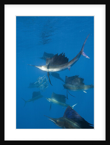 Atlantic Sailfish (Istiophorus albicans) hunting Sardines, Isla Mujeres, Yucatan Peninsula, Caribbean Sea, Mexico. by Anonymous