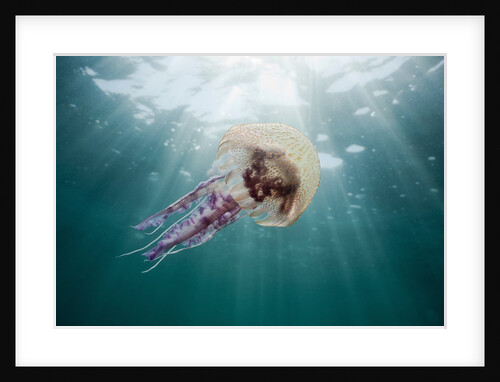 Mauve Stinger Jellyfish (Pelagia noctiluca), Cap de Creus, Costa Brava, Spain by Anonymous