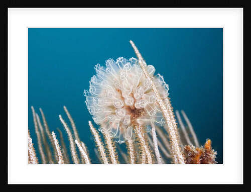 Ascidian Tunicate colony (Diazona violacea), Cap de Creus, Costa Brava, Spain by Anonymous