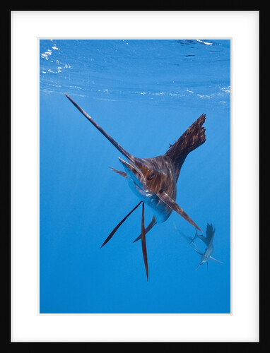 Atlantic Sailfish (Istiophorus albicans), Isla Mujeres, Yucatan Peninsula, Caribbean Sea, Mexico. by Anonymous