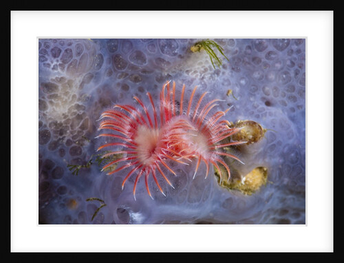 Red Tube Worm (Serpula vermicularis), Cap de Creus, Costa Brava, Spain by Anonymous
