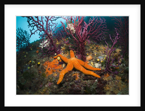 Red Starfish on a Coral Reef (Echinaster sepositus), Cap de Creus, Costa Brava, Spain by Anonymous