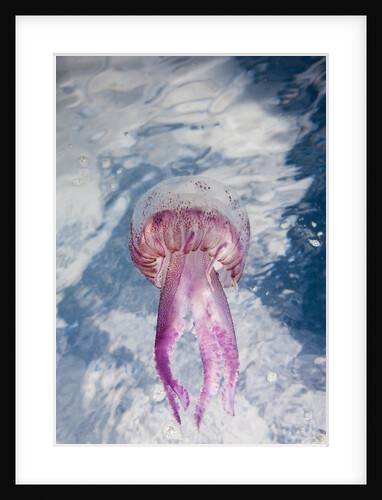 Mauve Stinger Jellyfish (Pelagia noctiluca), Cap de Creus, Costa Brava, Spain by Anonymous