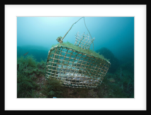 Fish trap over a Coral Reef, Cap de Creus, Costa Brava, Spain by Anonymous