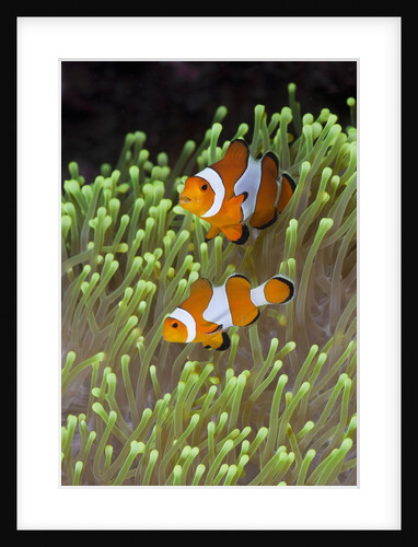 Blue Starfish on a Coral Reef (Linckia laevigata), Alam Batu, Bali, Indonesia by Anonymous