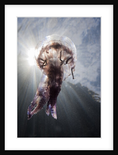 Mauve Stinger Jellyfish (Pelagia noctiluca), Cap de Creus, Costa Brava, Spain by Anonymous