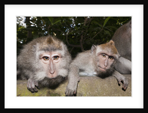 Crab-eating Macaque or Long-tailed Macaque (Macaca fascicularis), Bali, Indonesia by Anonymous