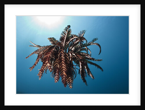 Crinoid swimming (Comantheria), Alam Batu, Bali, Indonesia by Anonymous