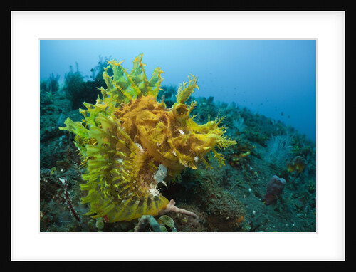 Yellow Weedy Scorpionfish (Rhinopias frondosa), Alam Batu, Bali, Indonesia by Anonymous