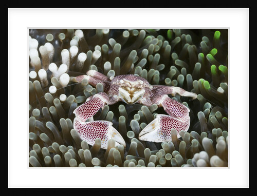 Porcelain Crab in a Sea Anemone (Neopetrolisthes maculatus), Alam Batu, Bali, Indonesia by Anonymous