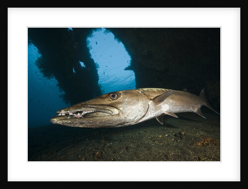 Great Barracuda at Liberty Wreck, Tulamben, Bali, Indonesia by Anonymous