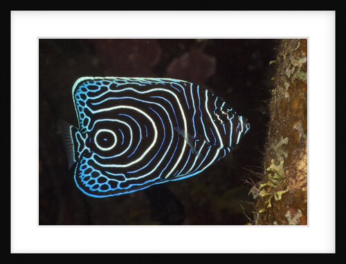 Juvenile Emperor Angelfish (Pomacanthus imperator), Alam Batu, Bali, Indonesia by Anonymous